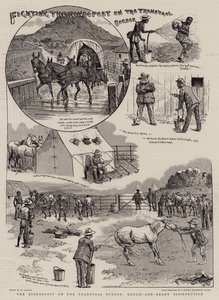 Fighting the Rindepest on the Transvaal Border